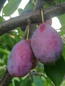 Слива Киргизская превосходная 